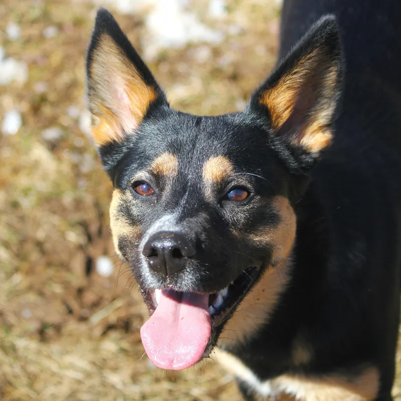 An adult medium-sized female Bicolor Cattle Dog dog named Miley for adoption in Hayward, WI