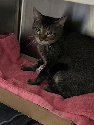 An adult medium-sized male Domestic Short Hair cat named Benny for adoption in Kansas City, MO