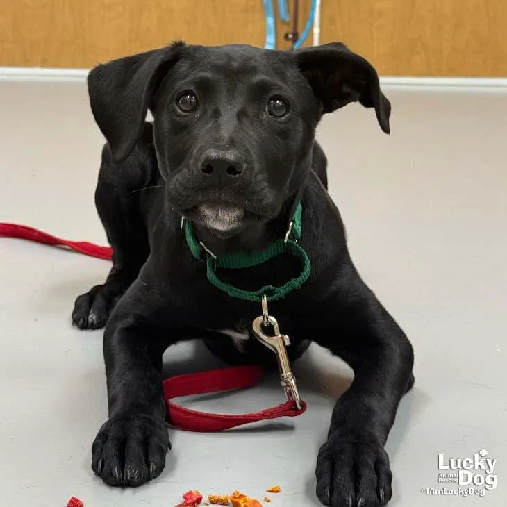 A baby large-sized female Labrador Retriever dog named Roo for adoption in Washington, DC