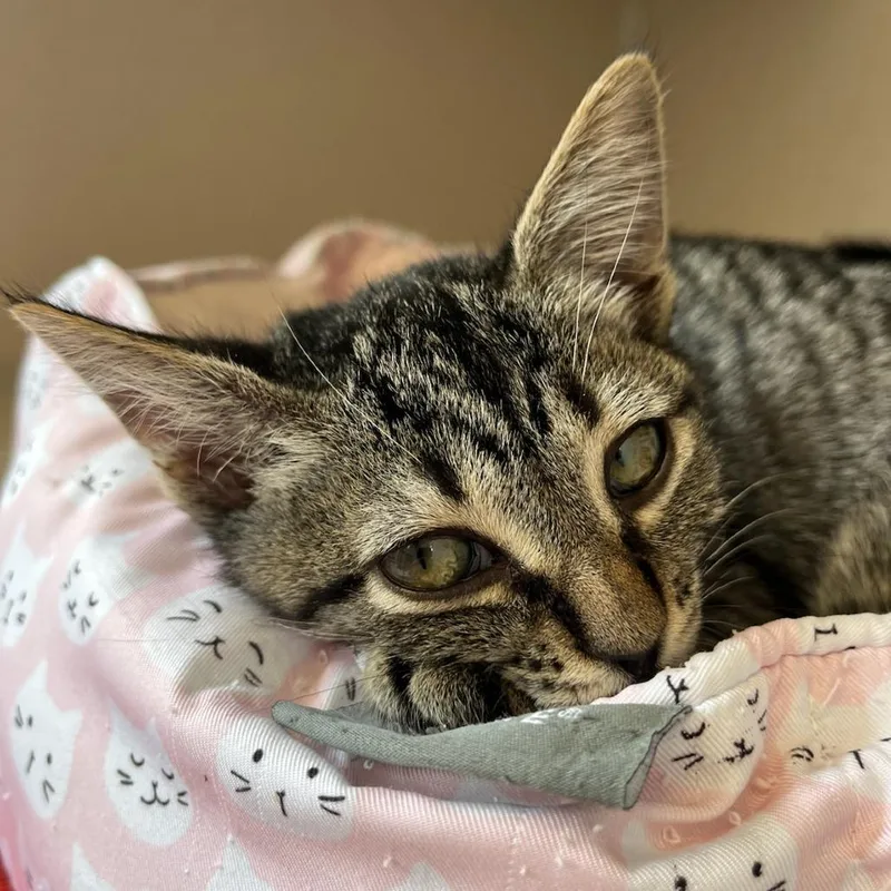 A baby small-sized female Brown / Chocolate Domestic Short Hair cat named Gold for adoption in Redwood City, CA