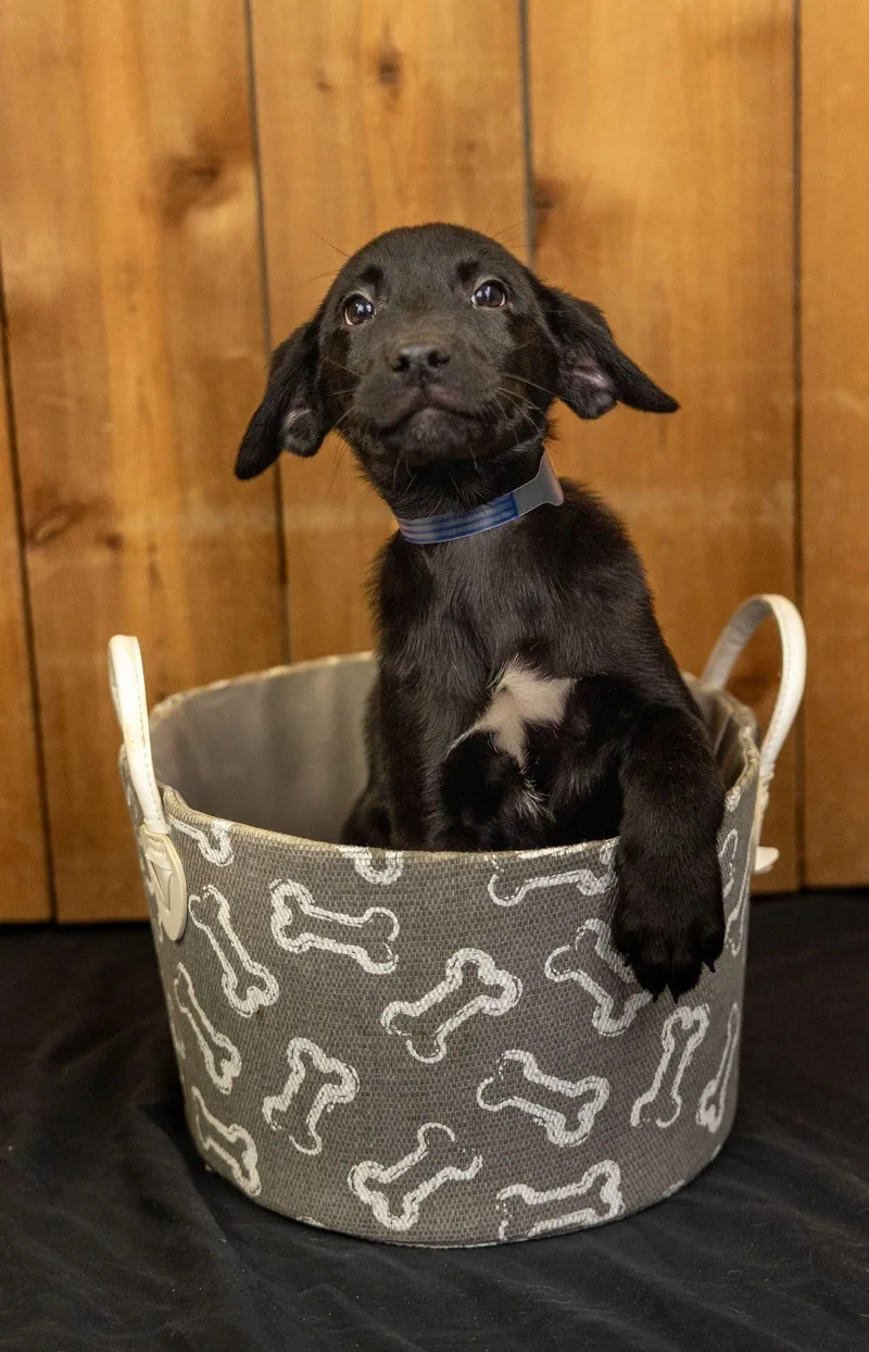 A baby medium-sized male Labrador Retriever dog named 706-26 for adoption in Brighton, CO