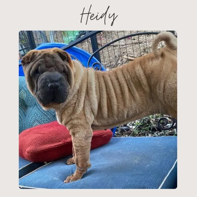 Heidy thumbnail 2