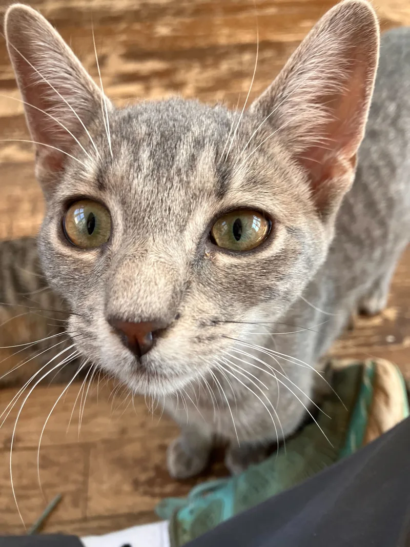 A young medium-sized female Gray / Blue / Silver Domestic Short Hair cat named Fern for adoption in Colbert, GA