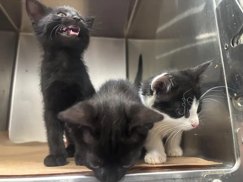 A baby small-sized female Domestic Short Hair cat named Langley for adoption in Cartersville , GA