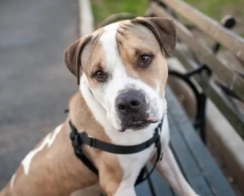 An adult large-sized male White / Cream Mixed Breed dog named Big Foot for adoption in New York, NY