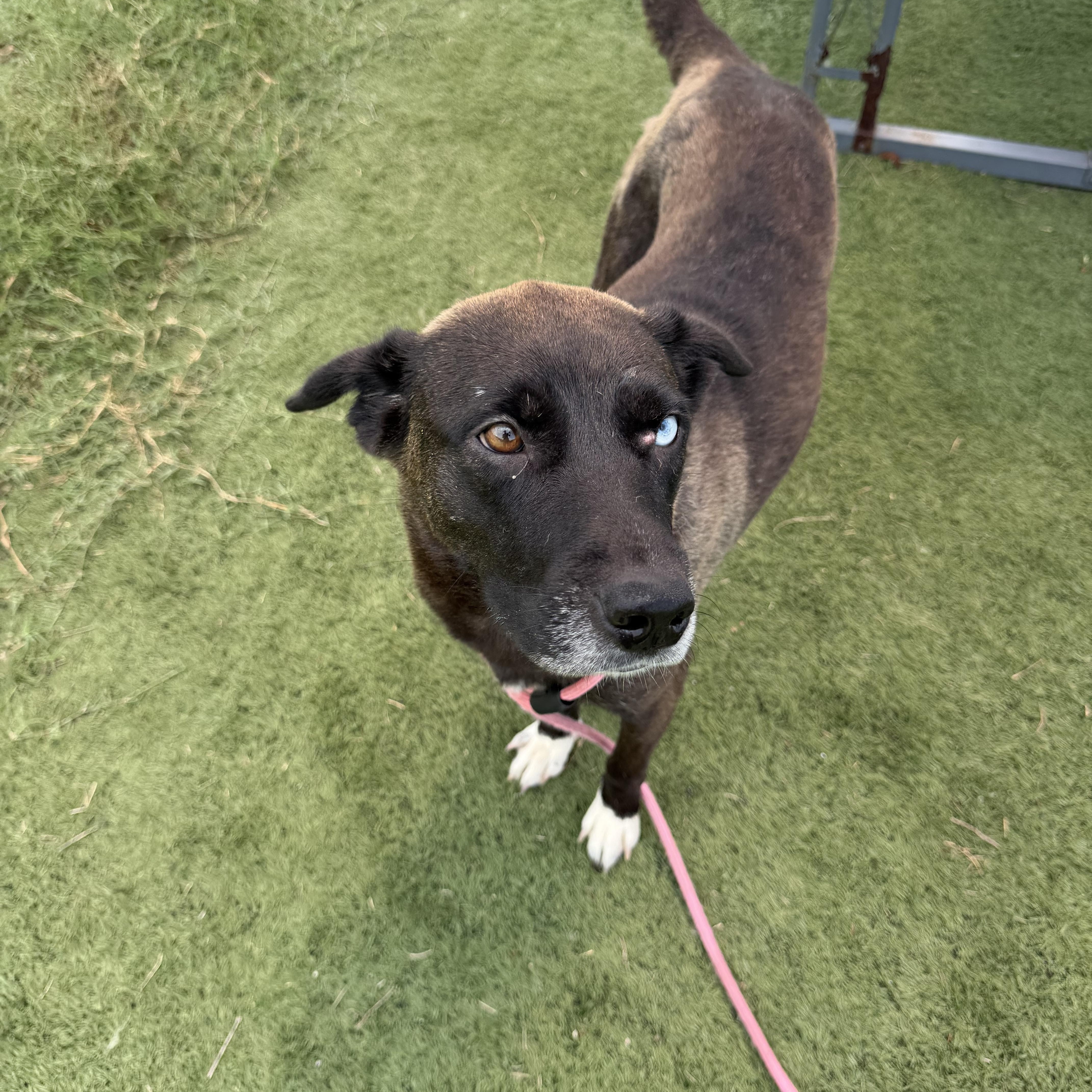 An adult medium-sized female Husky dog named Norma for adoption in Albemarle, NC