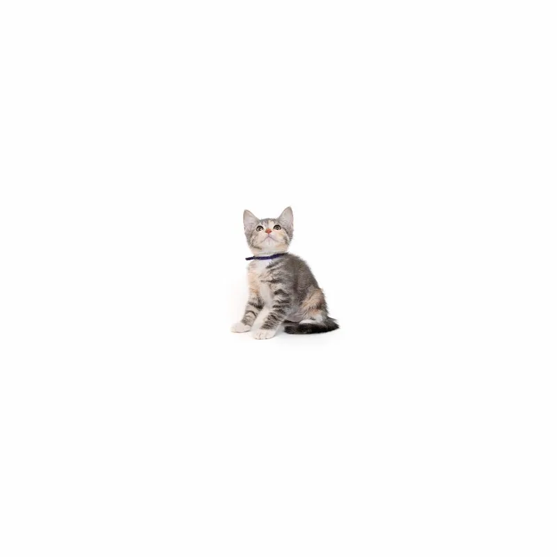 A baby small-sized female Calico Domestic Short Hair cat named Adidas for adoption in Playa Vista, CA
