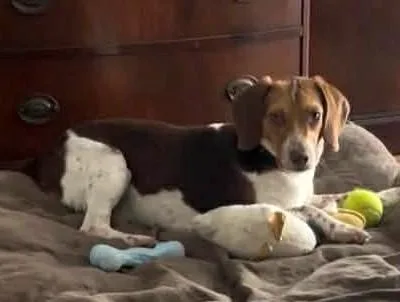 An adult small-sized male Tricolor (Brown, Black, & White) Beagle dog named Charlie for adoption in Irmo, SC