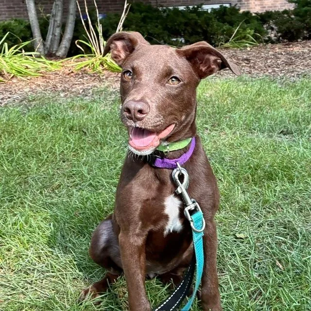 A baby medium-sized female Brown / Chocolate Chocolate Labrador Retriever dog named Ruby for adoption in South Elgin, IL