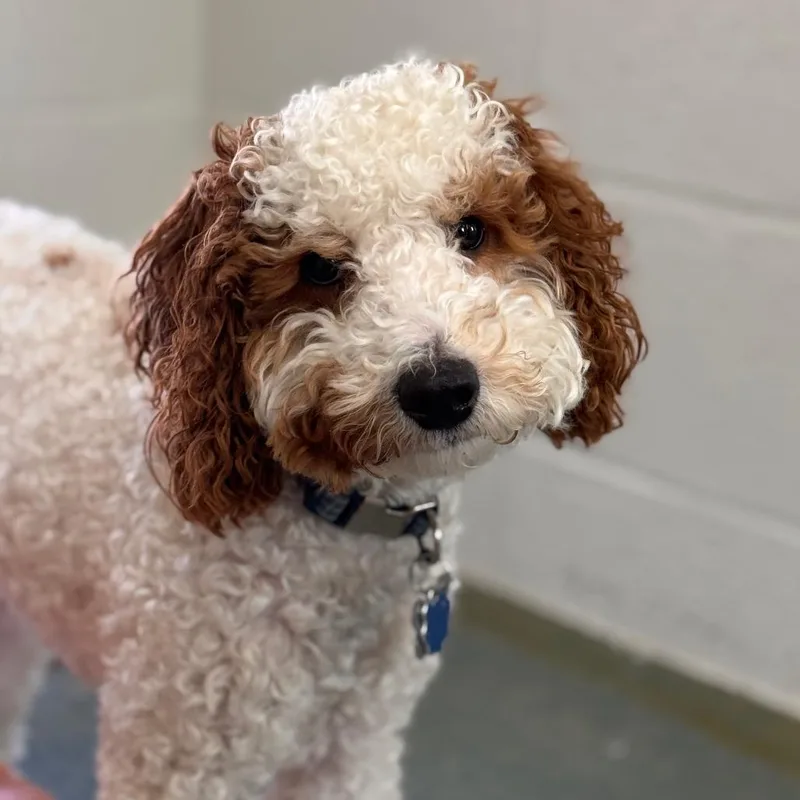 An adult small-sized male White / Cream Poodle dog named Dj for adoption in Birdsboro, PA