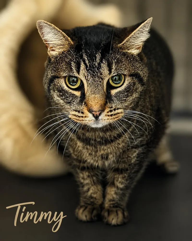 A senior medium-sized male Tabby cat named TimmyWillow Grove for adoption in Greenville, DE