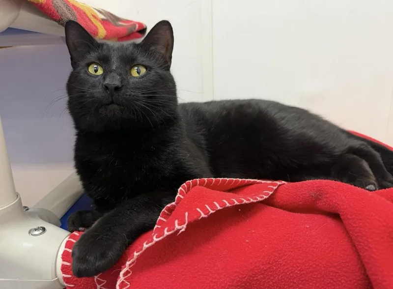 An adult medium-sized male Black Domestic Short Hair cat named Dream for adoption in Dunkirk, NY
