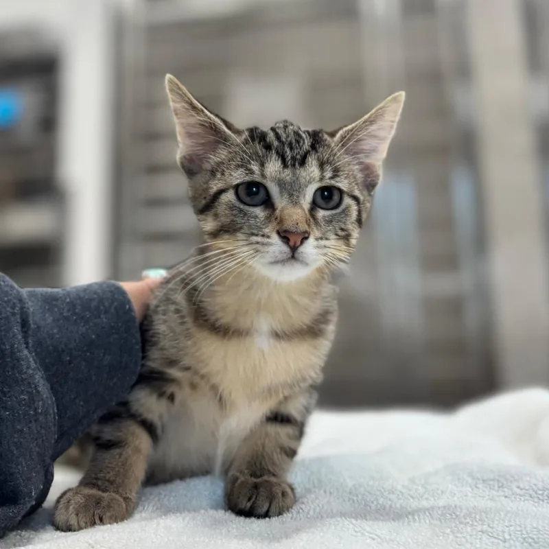A baby small-sized male Domestic Short Hair cat named Chipmunk for adoption in Nashville, IN