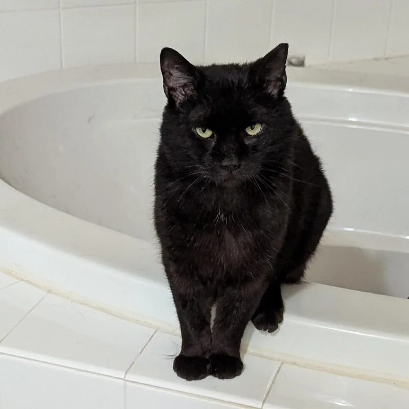 Midnight Storm thumbnail 2