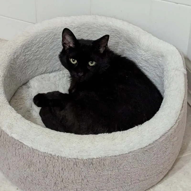 Midnight Storm thumbnail 4