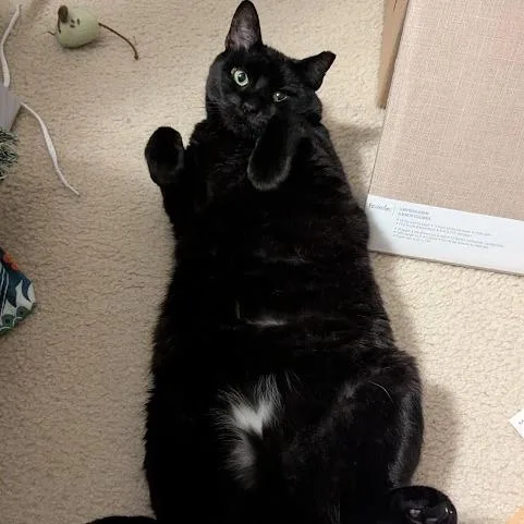 Midnight Storm thumbnail 5