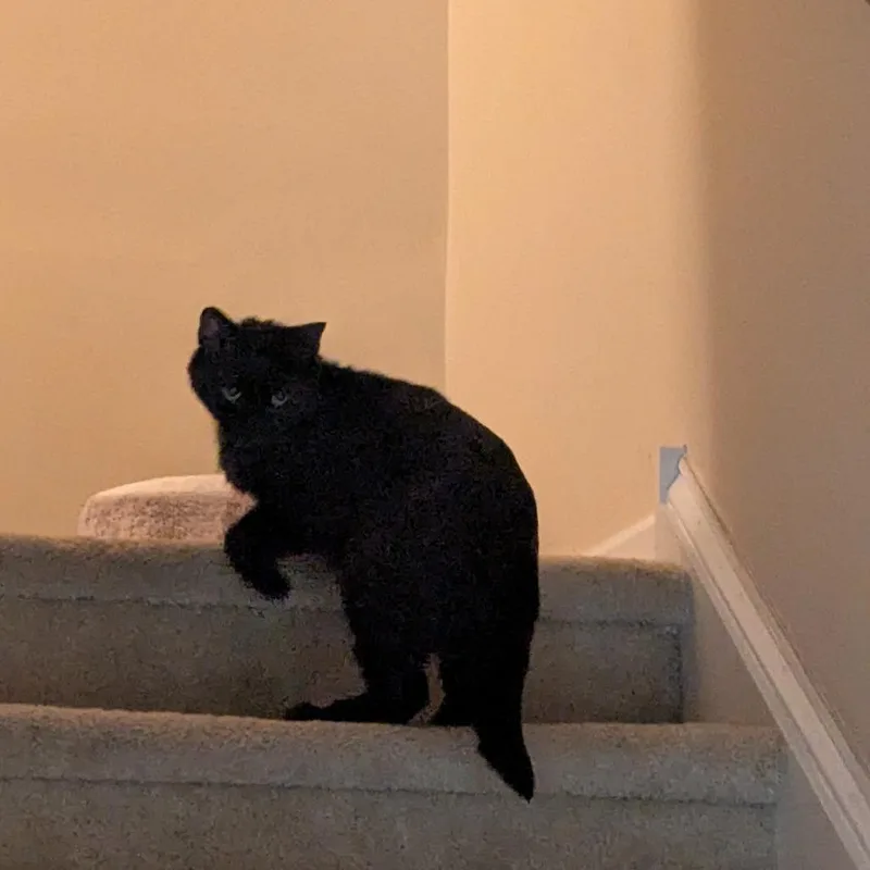 Midnight Storm thumbnail 6