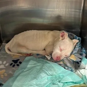 A young small-sized female Pit Bull Terrier dog named Pearl aka Ghost for adoption in Horn Lake, MS