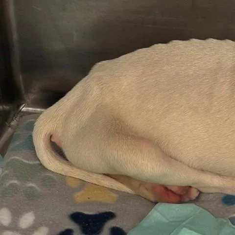 Pearl  aka Ghost thumbnail 6