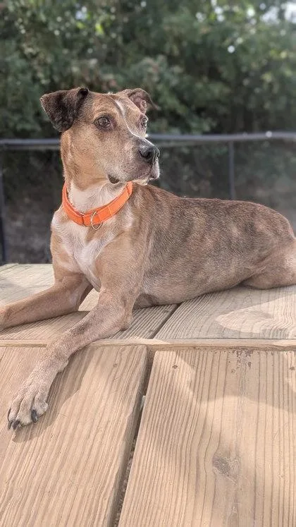 Cooper `a Priority Pet`