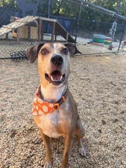 Cooper `a Priority Pet` thumbnail 2