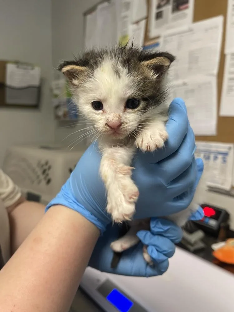 A baby medium-sized female Domestic Short Hair cat named Samantha for adoption in Bolivar, MO