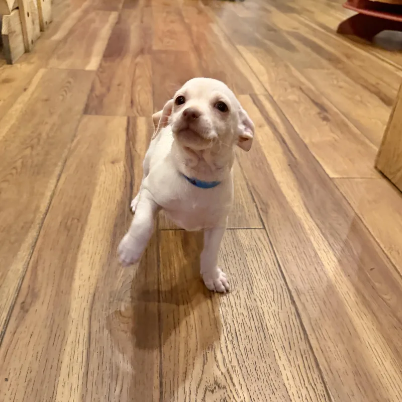 Peanut thumbnail 3