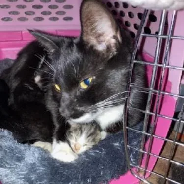 Magnificent thumbnail 2