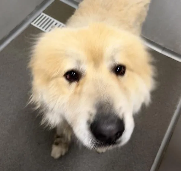 Teddy