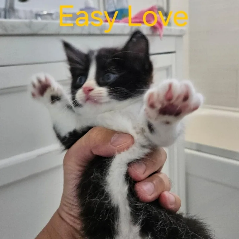 A baby small-sized female Black Domestic Short Hair cat named Easy Love for adoption in Westminster, CA