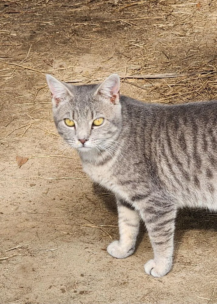 An adult medium-sized male Domestic Short Hair cat named D.c. for adoption in Saint Augustine, FL