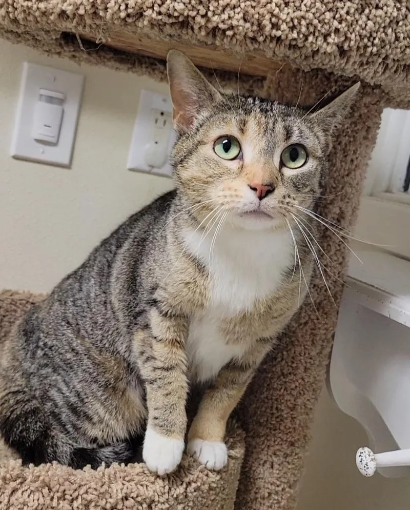 A young medium-sized female Domestic Short Hair cat named Aria for adoption in Sandusky, OH