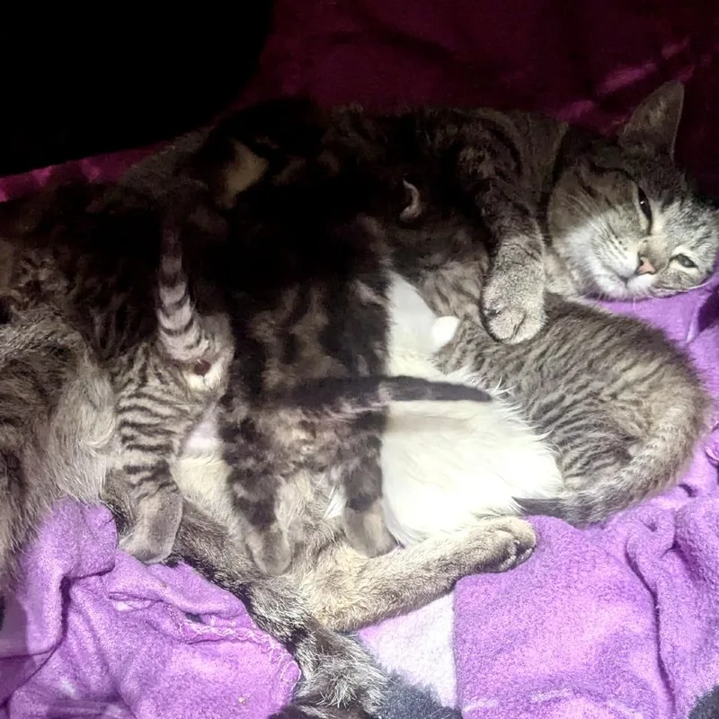 Mama Arwen