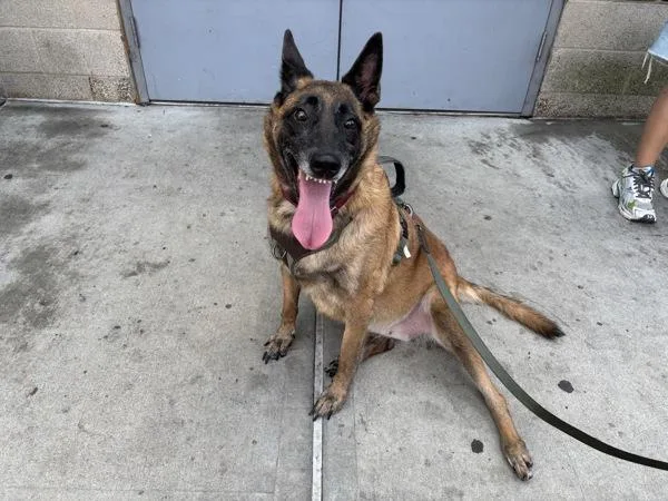 An adult large-sized female Mixed Breed dog named Ritz for adoption in New York, NY
