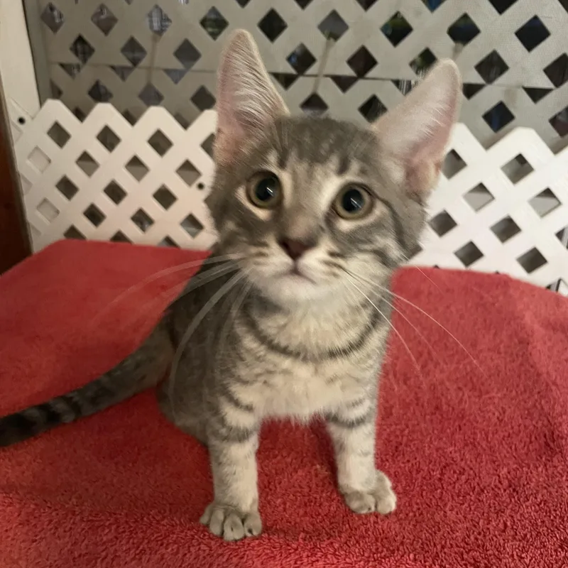 Max