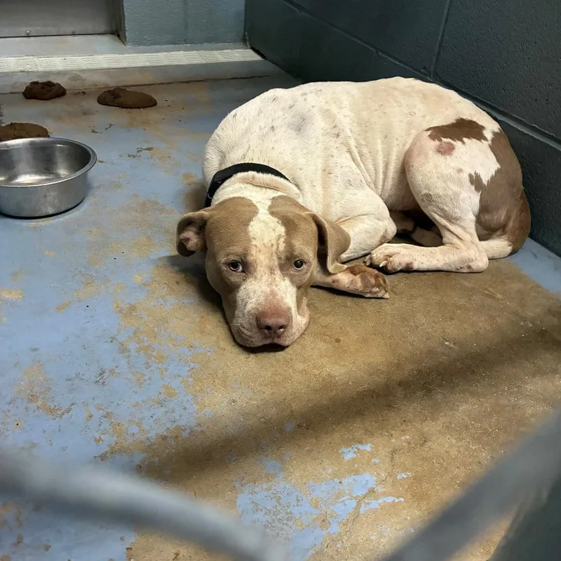 An adult medium-sized male White / Cream Mixed Breed dog named Cornflake for adoption in Gadsden, AL