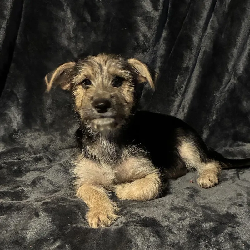 A baby small-sized female Yellow / Tan / Blond / Fawn Terrier dog named Jami for adoption in Pelham, NH
