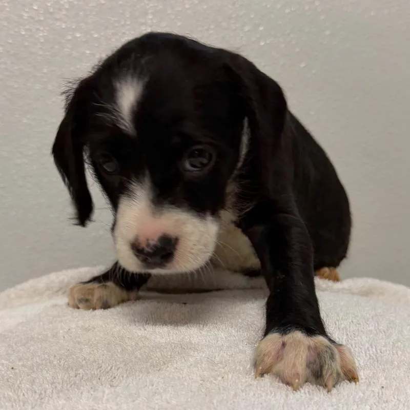 A baby medium-sized male Black Cavalier King Charles Spaniel dog named Angus for adoption in West Chester, PA