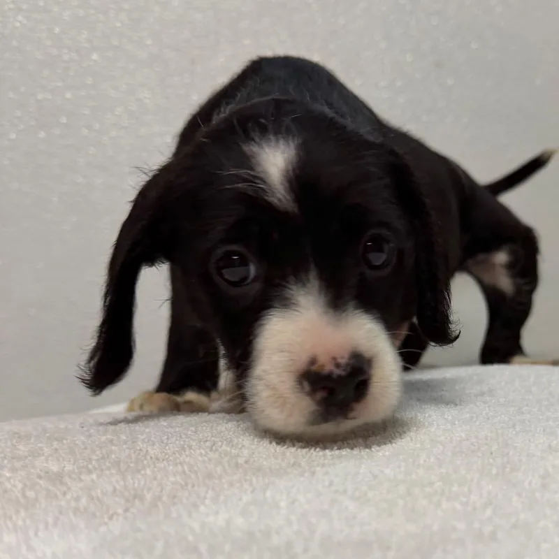 Angus thumbnail 2