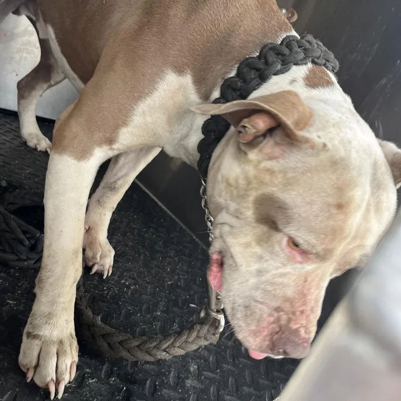 An adult large-sized male White / Cream Pit Bull Terrier dog named Hobbes for adoption in Austin, TX