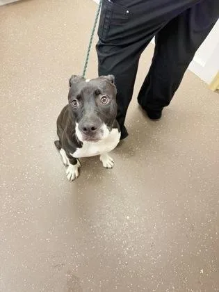 An adult large-sized female Pit Bull Terrier dog named Etta for adoption in South Bend, IN