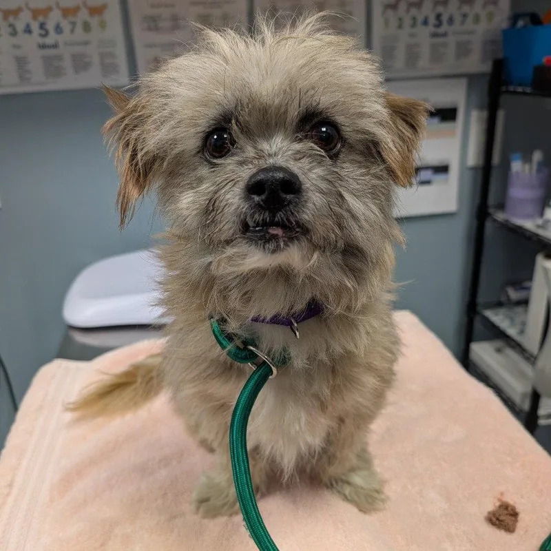 An adult small-sized male Mixed Breed dog named Roosevelt for adoption in New Castle, DE