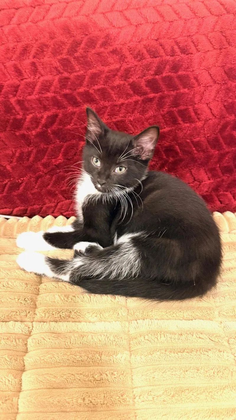 A baby medium-sized male Domestic Short Hair cat named Peppers for adoption in Cuyahoga Falls, OH