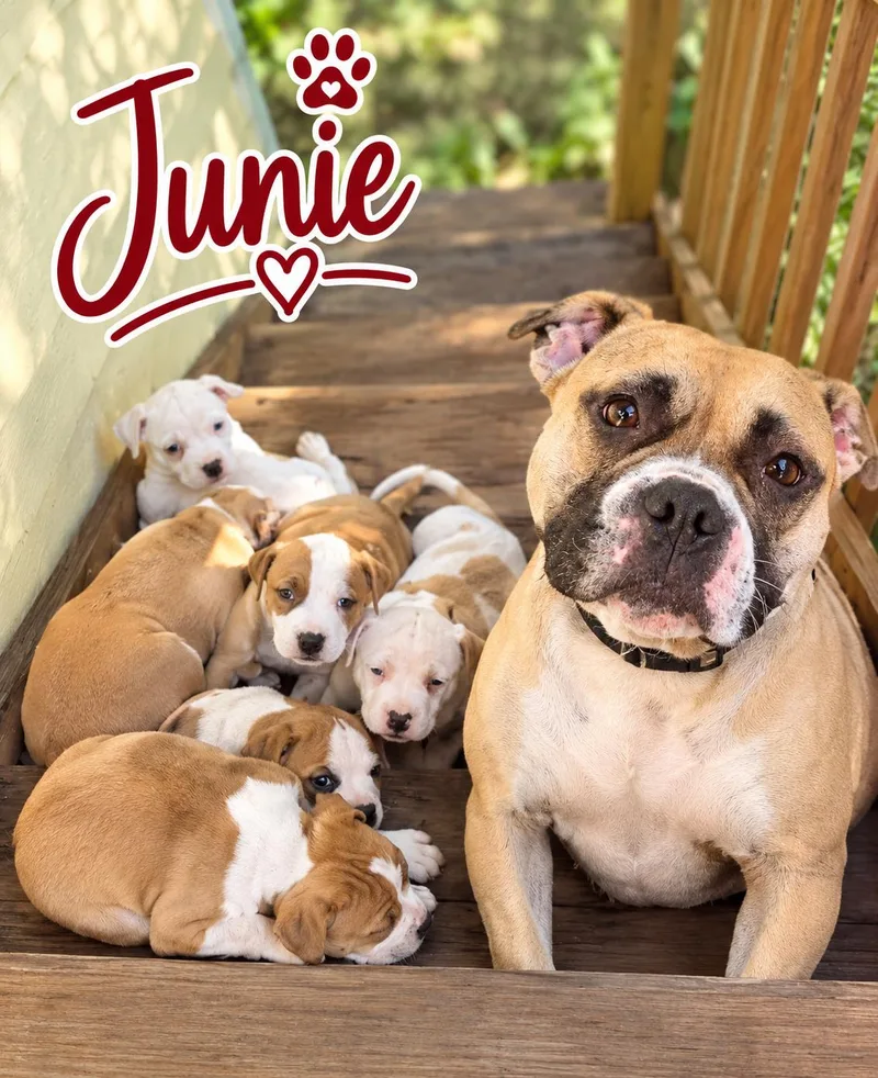 An adult medium-sized female Tricolor (Brown, Black, & White) Pit Bull Terrier dog named Junie B Jones for adoption in Elburn, IL