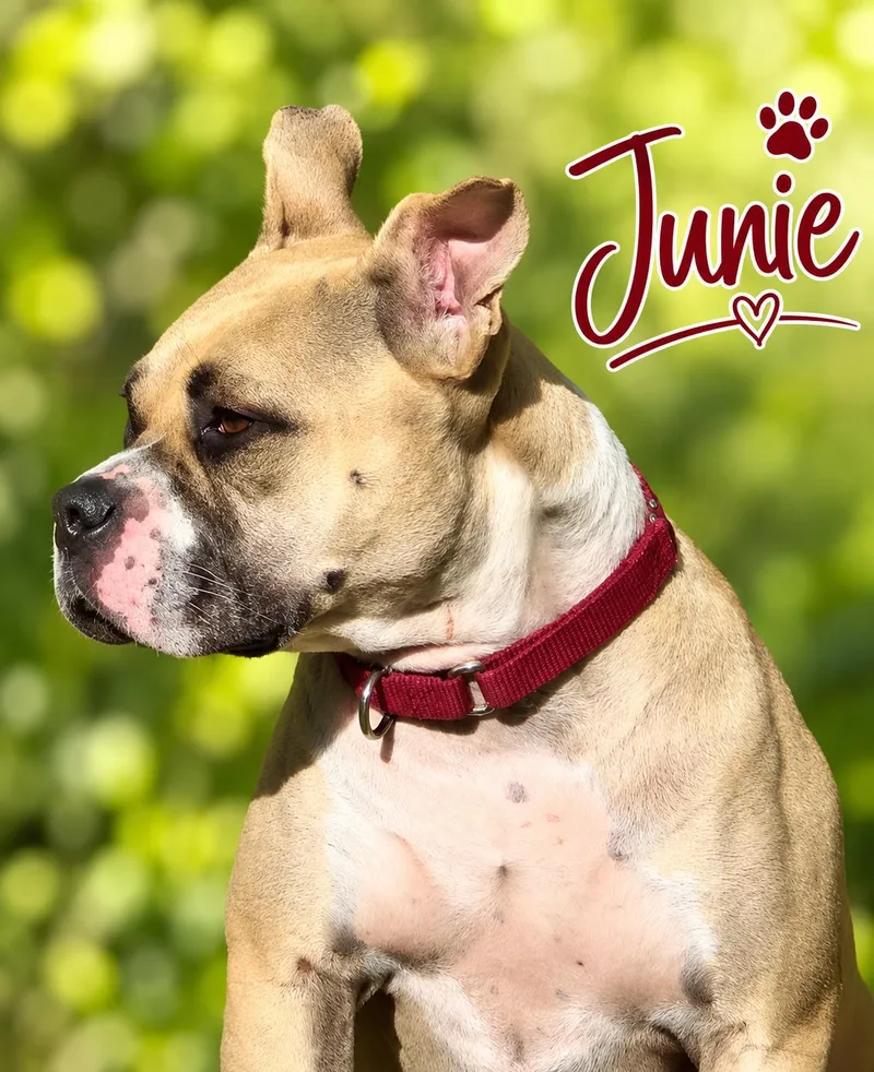 Junie B Jones thumbnail 3