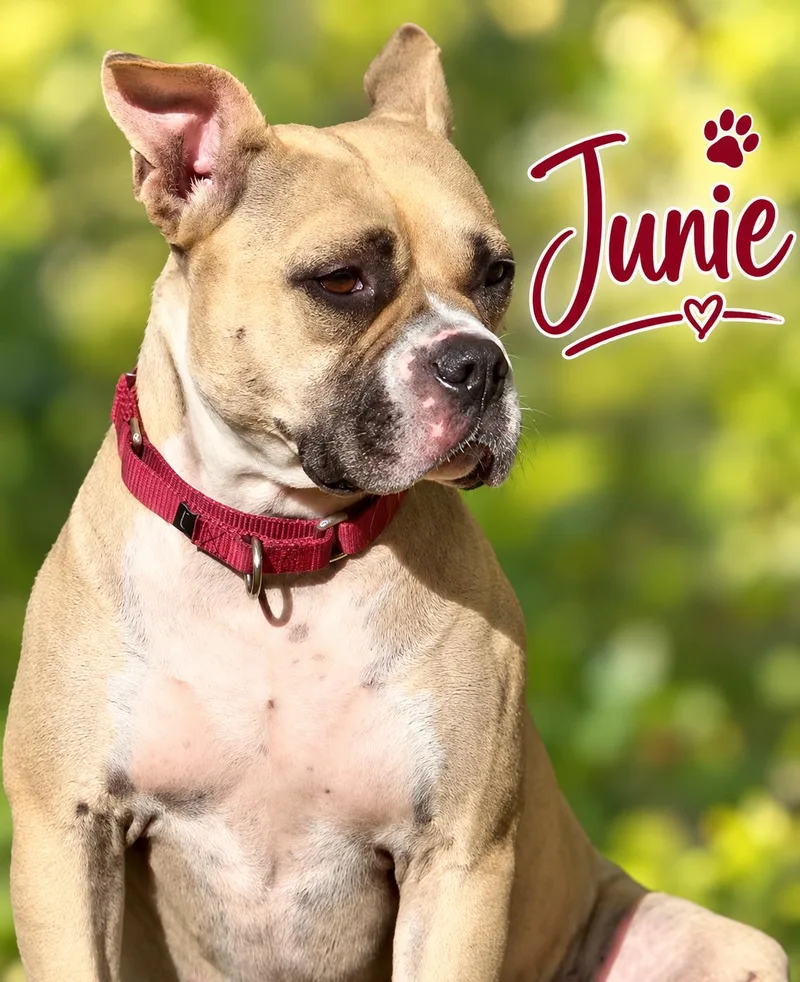 Junie B Jones thumbnail 4