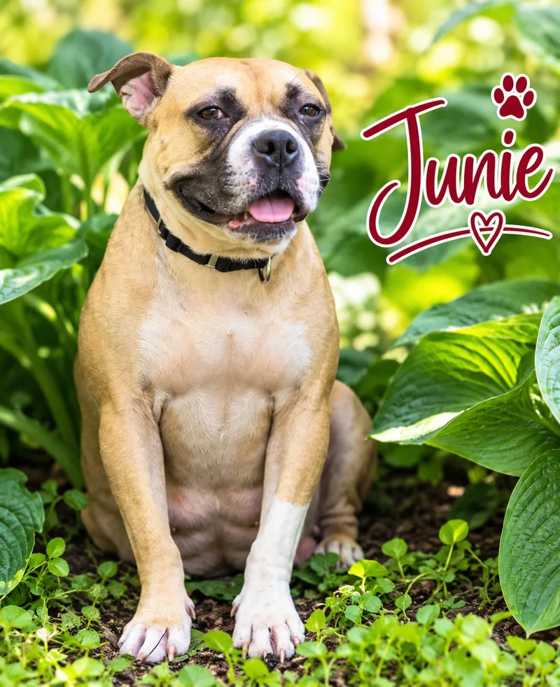Junie B Jones thumbnail 5