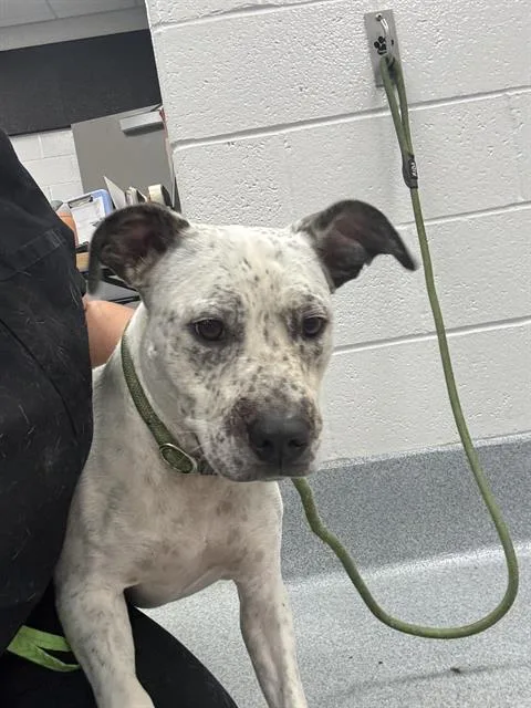 An adult small-sized male Pit Bull Terrier dog named Reilly for adoption in Indianapolis, IN