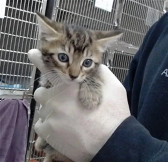 A baby small-sized female Domestic Short Hair cat named Robin for adoption in Salinas, CA