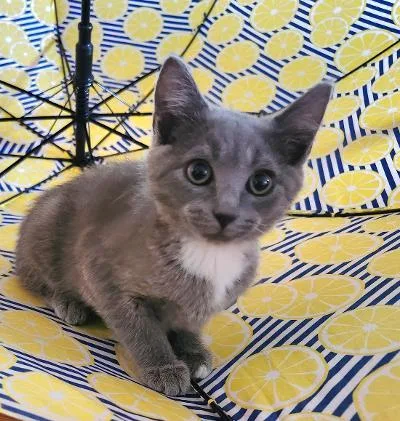 A baby small-sized female Domestic Short Hair cat named Lemon for adoption in Wilkesboro, NC